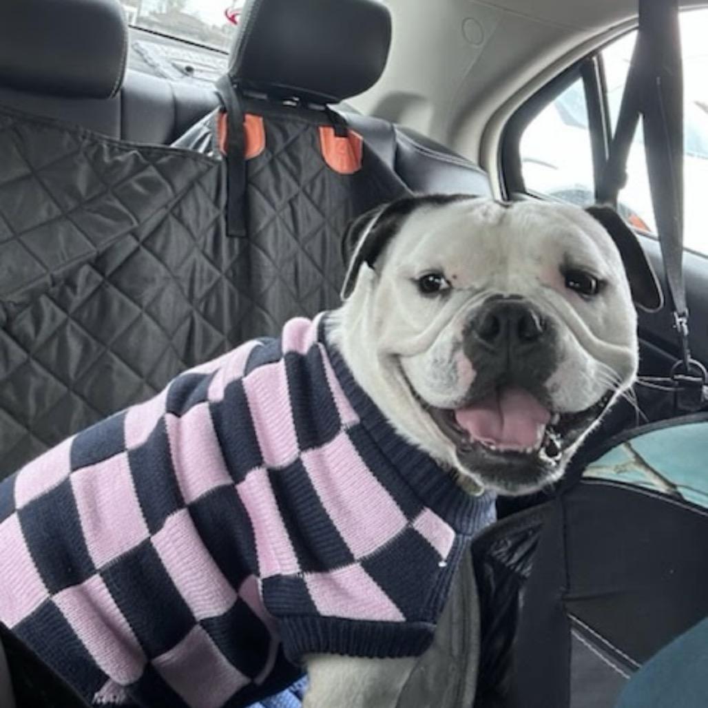 Sunny, a Adoptable mixed breed in Northville, MI image 2/6