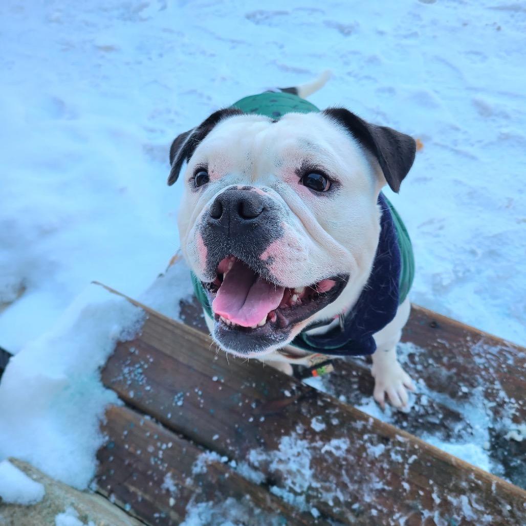 Enlarge Sunny, a Adoptable mixed breed in Northville, MI image 2/6