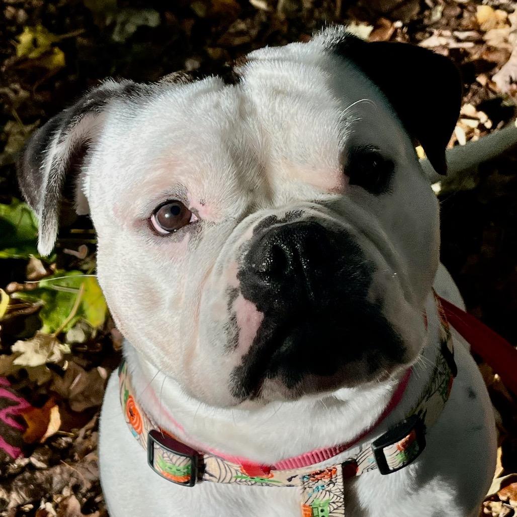 Sunny, a Adoptable mixed breed in Northville, MI image 4/6