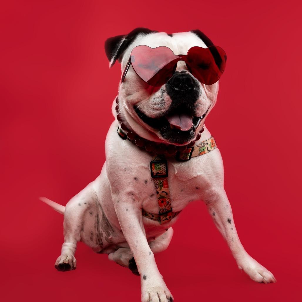 Enlarge Sunny, a Adoptable mixed breed in Northville, MI image 3/6