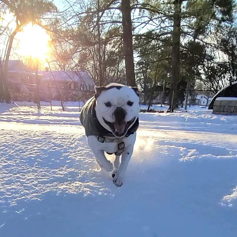 Enlarge Sunny, a Adoptable mixed breed in Northville, MI image 4/6