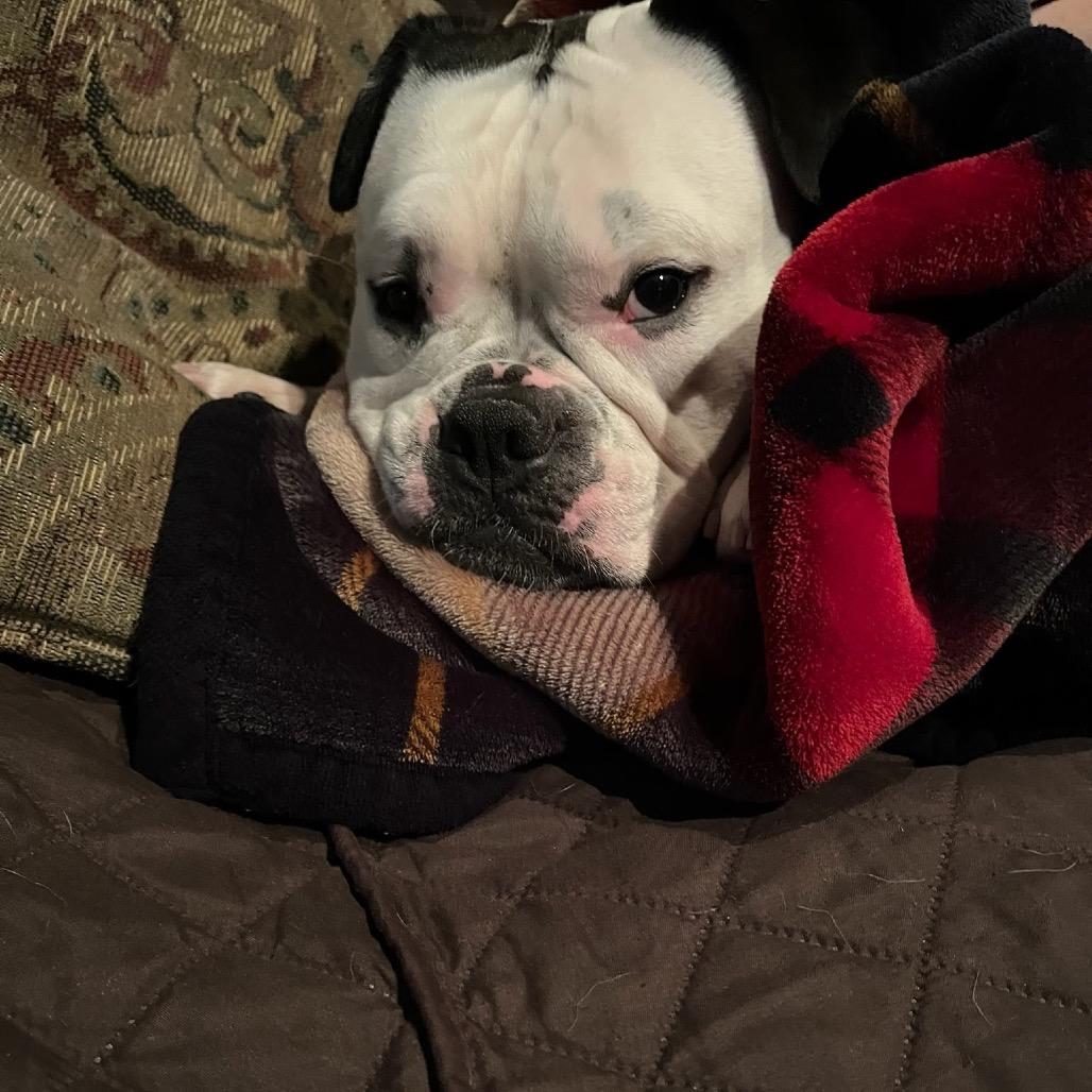 Sunny, a Adoptable mixed breed in Northville, MI image 5/6