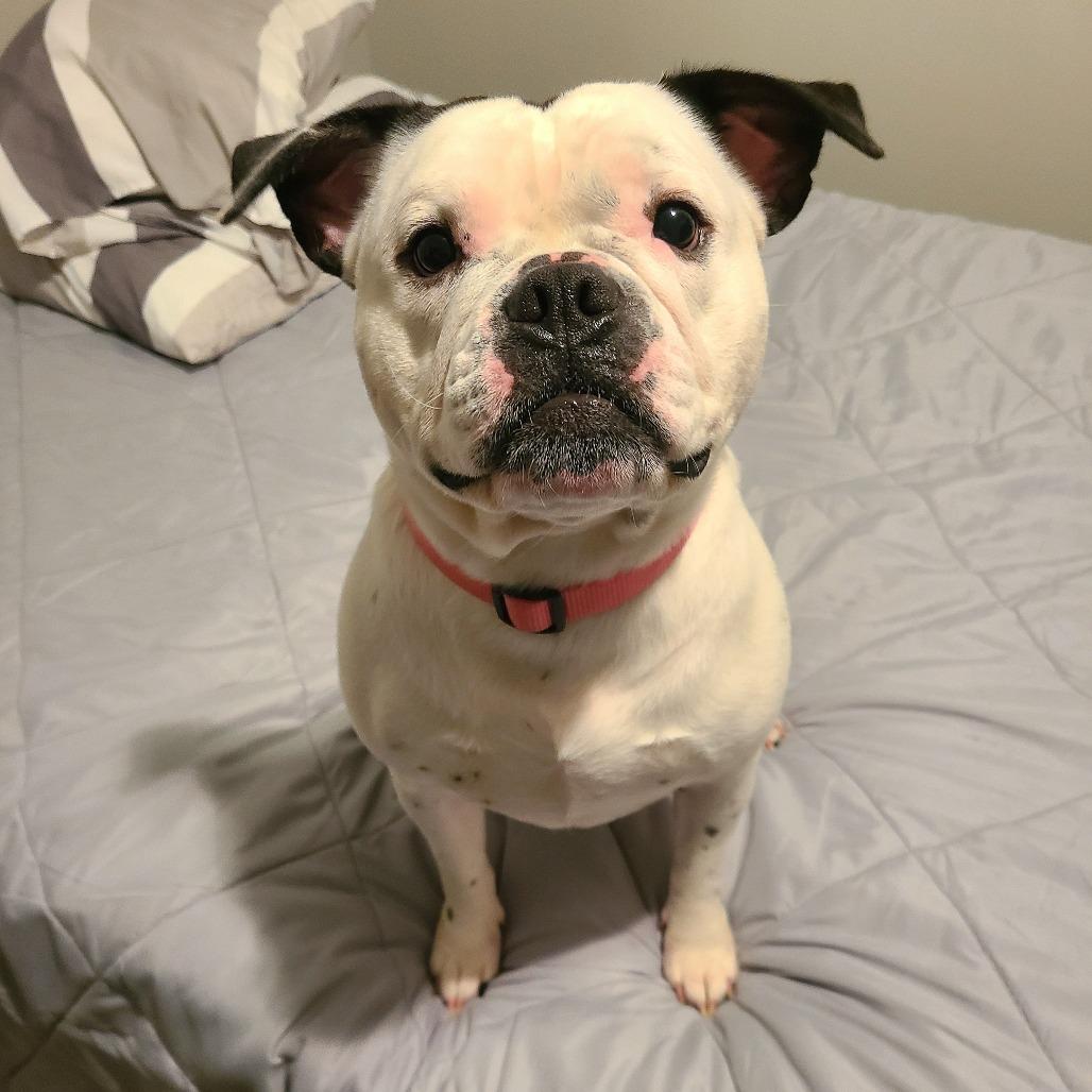 Enlarge Sunny, a Adoptable mixed breed in Northville, MI image 5/6