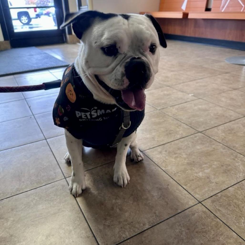 Sunny, a Adoptable mixed breed in Northville, MI image 6/6