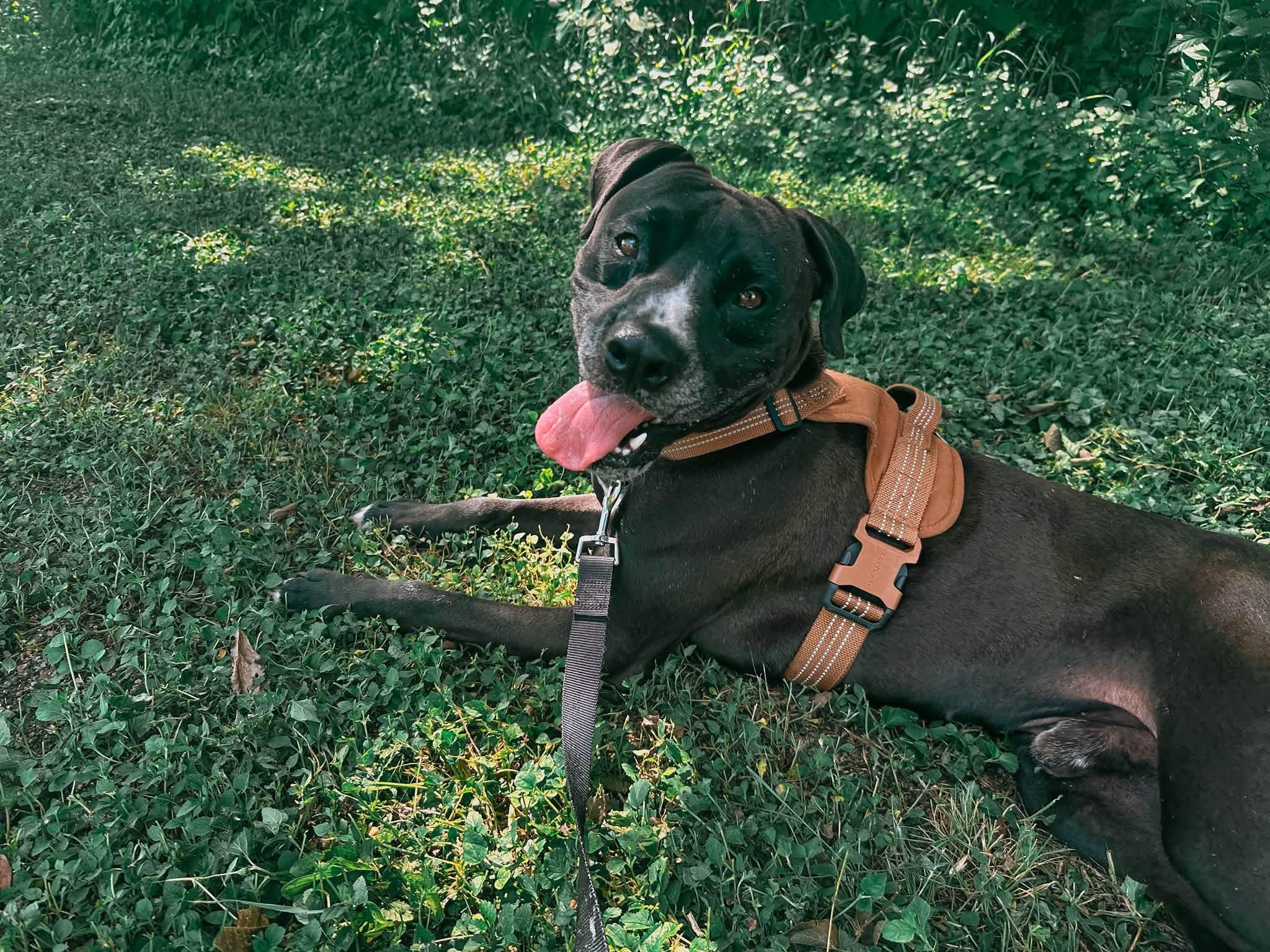 Tobias, a Adoptable mixed breed in Cibolo, TX image 1/2