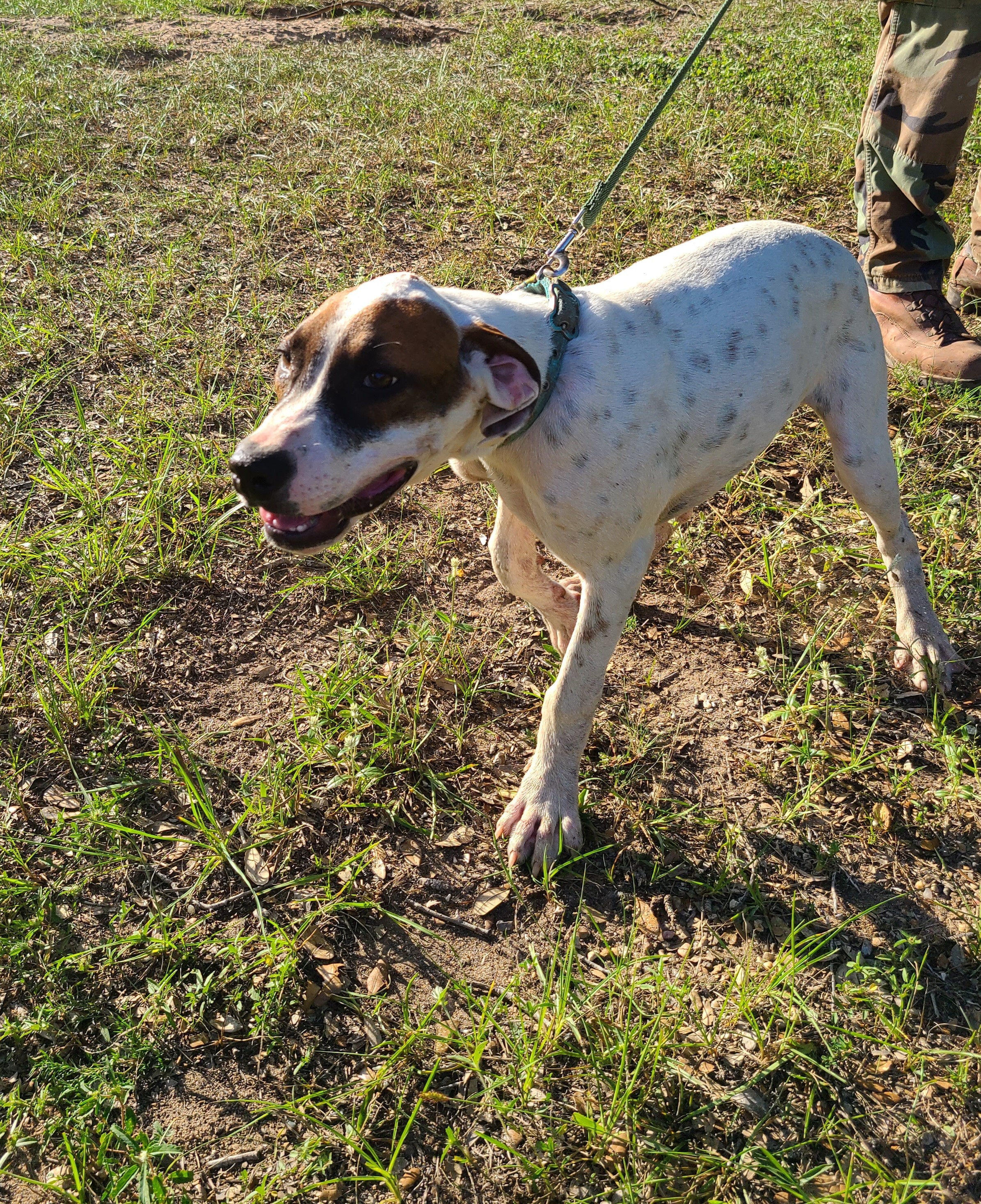 Genevieve, Adoptable, Young Female Labrador Retriever.