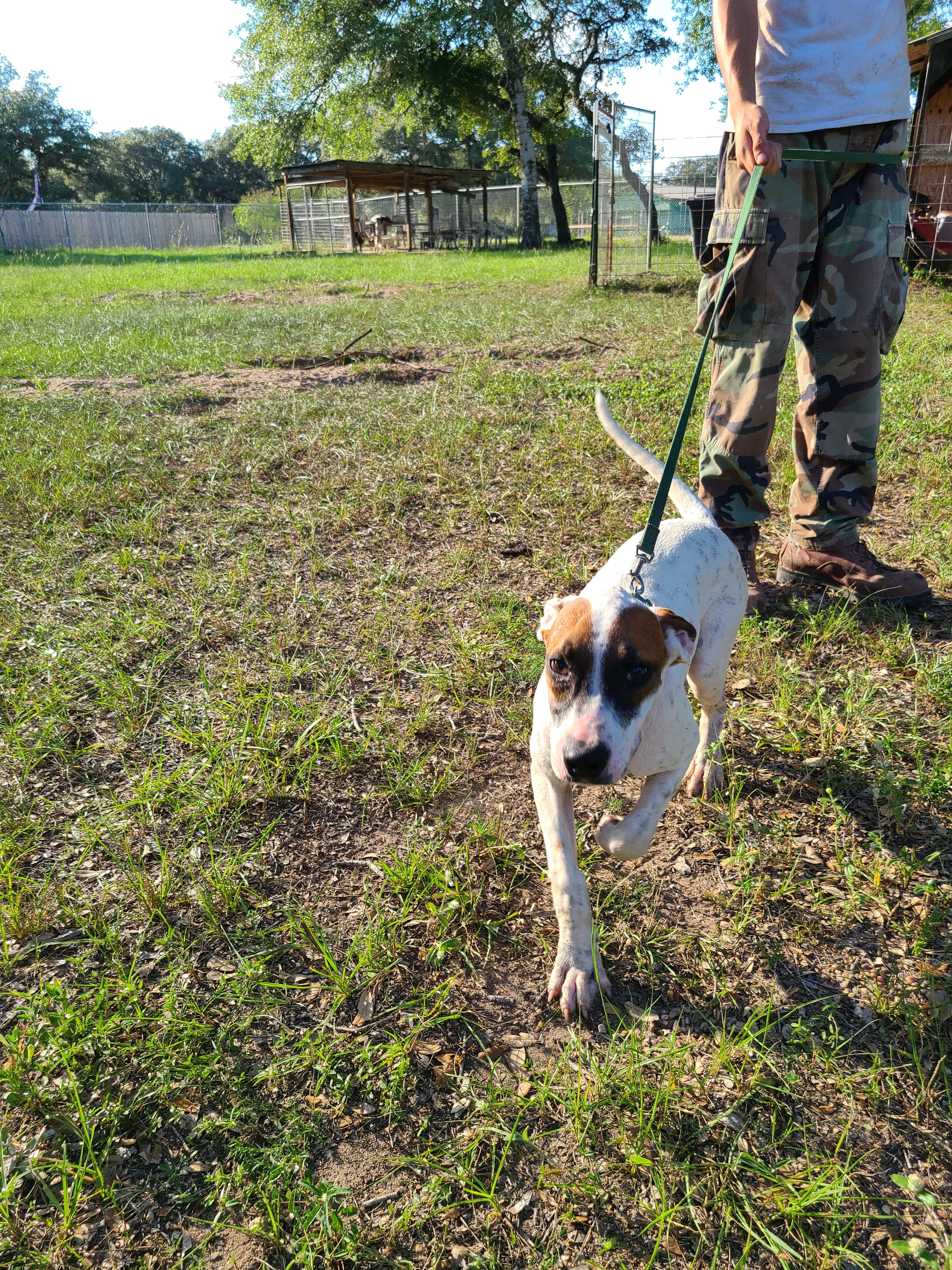 Genevieve, a Adoptable mixed breed in Sheridan, TX image 2/6