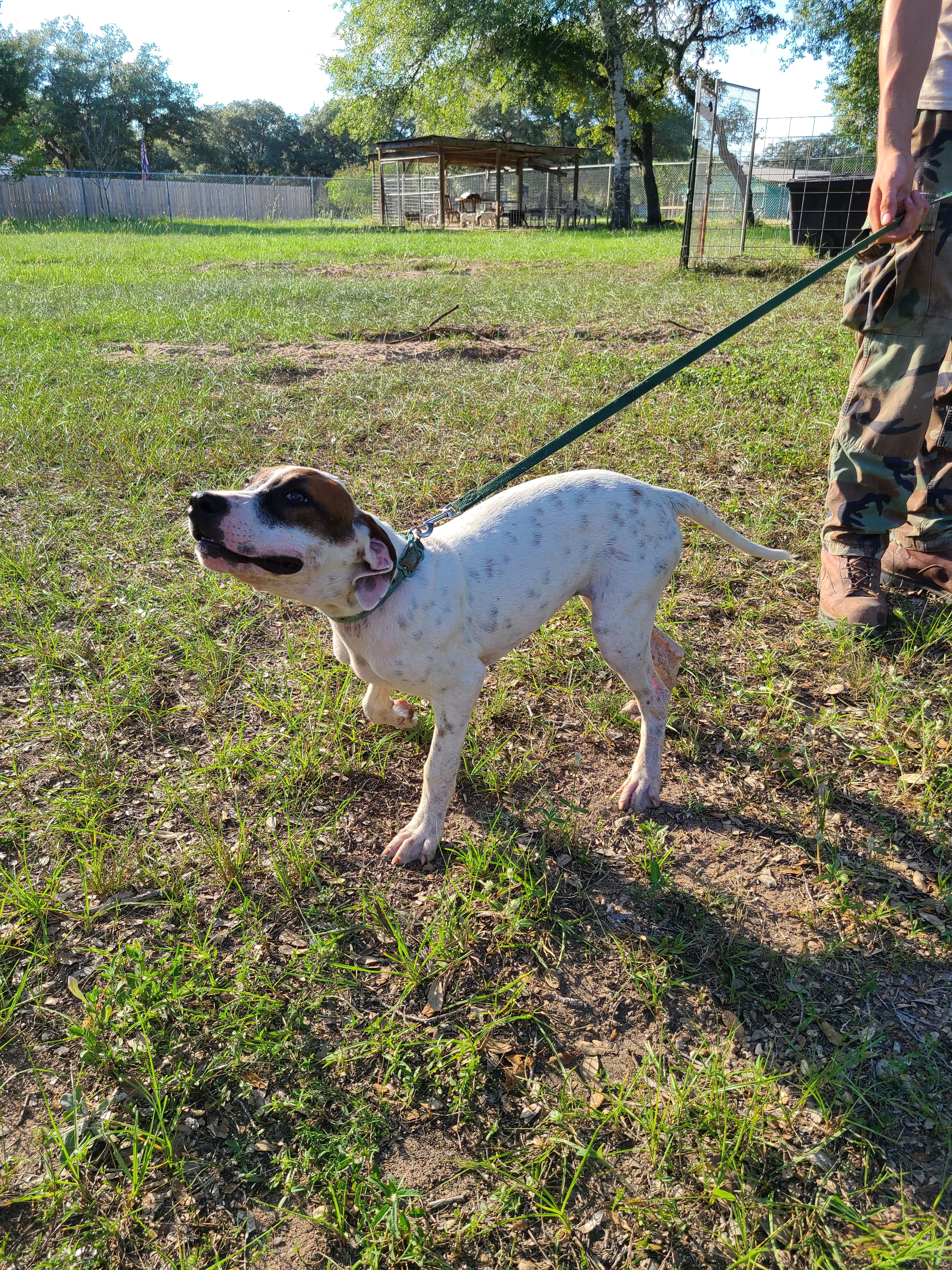 Genevieve, a Adoptable mixed breed in Sheridan, TX image 3/6