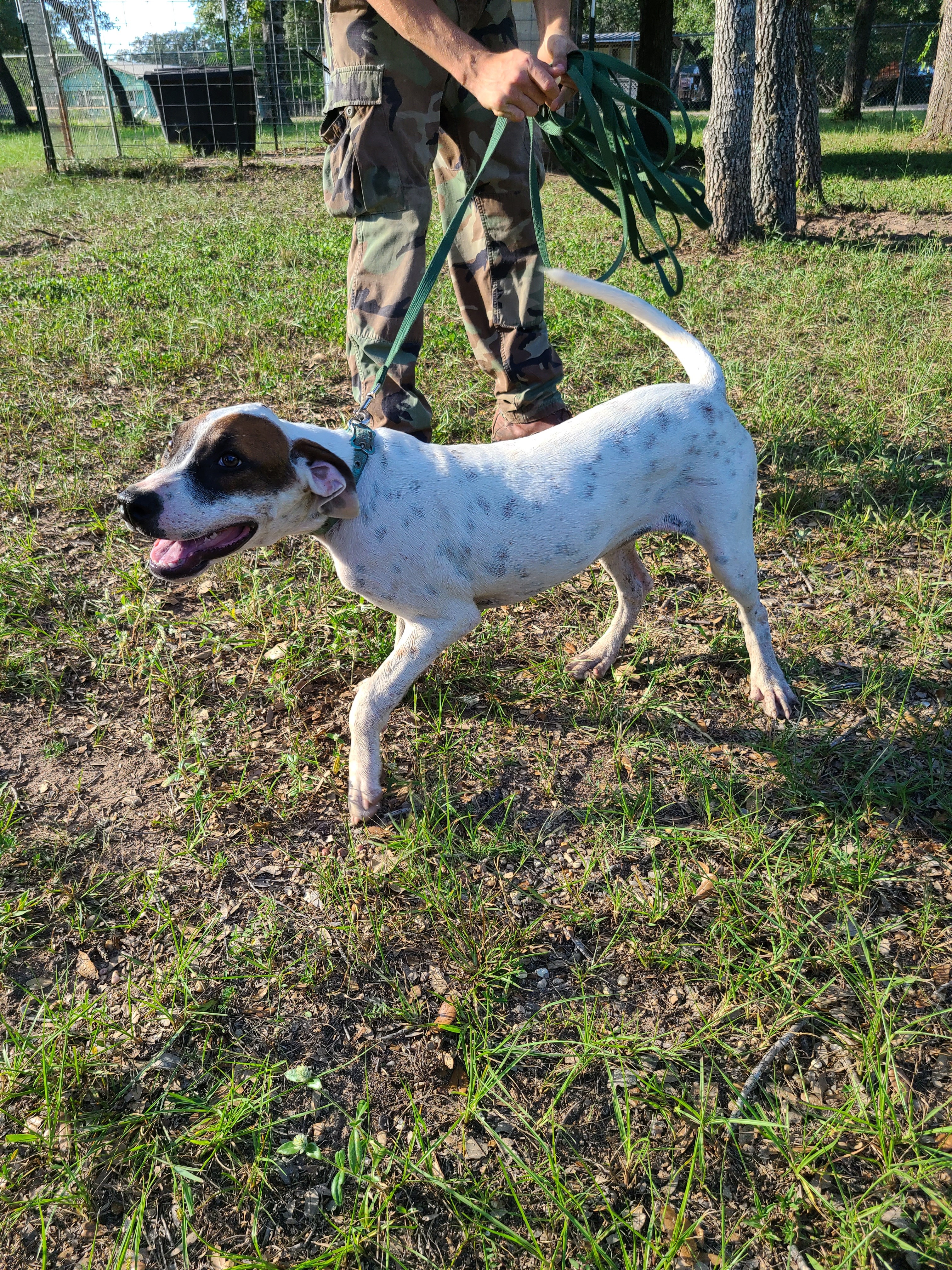 Genevieve, a Adoptable mixed breed in Sheridan, TX image 4/6