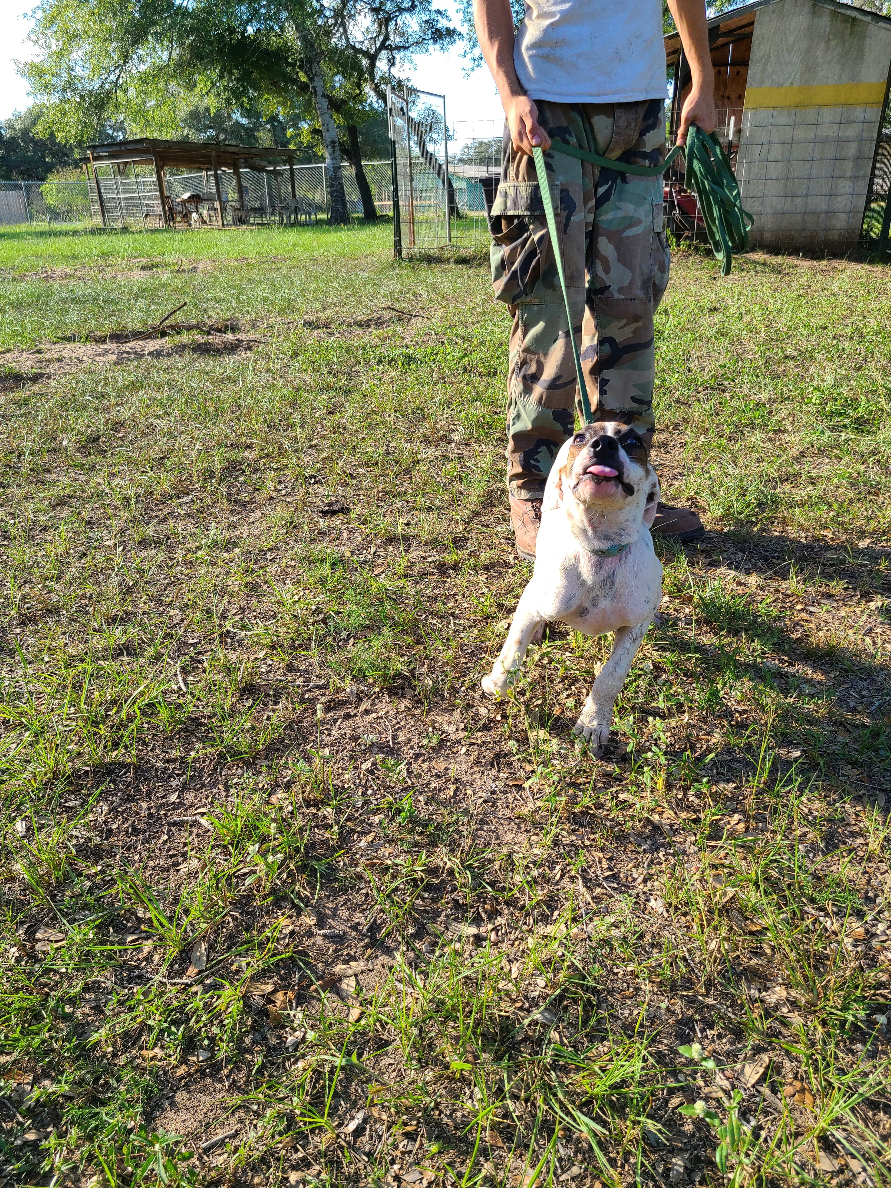 Genevieve, a Adoptable mixed breed in Sheridan, TX image 5/6