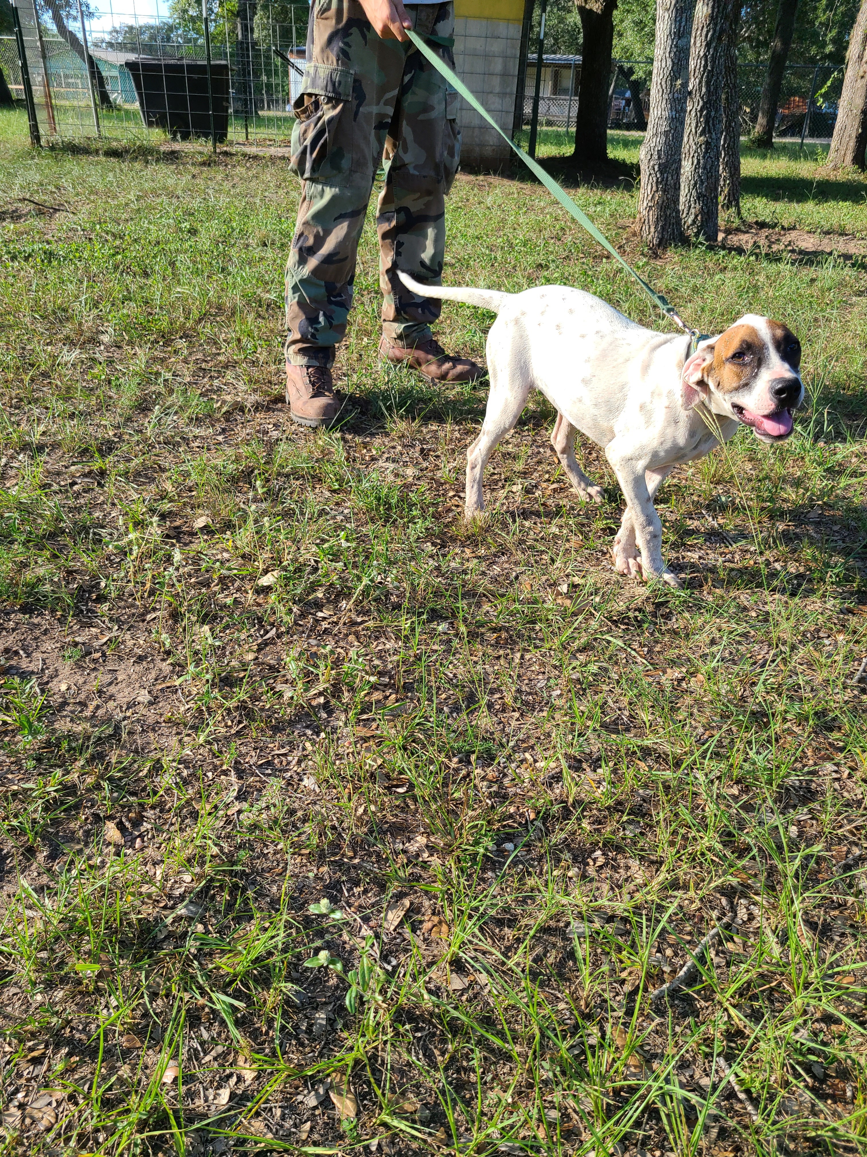 Genevieve, a Adoptable mixed breed in Sheridan, TX image 6/6