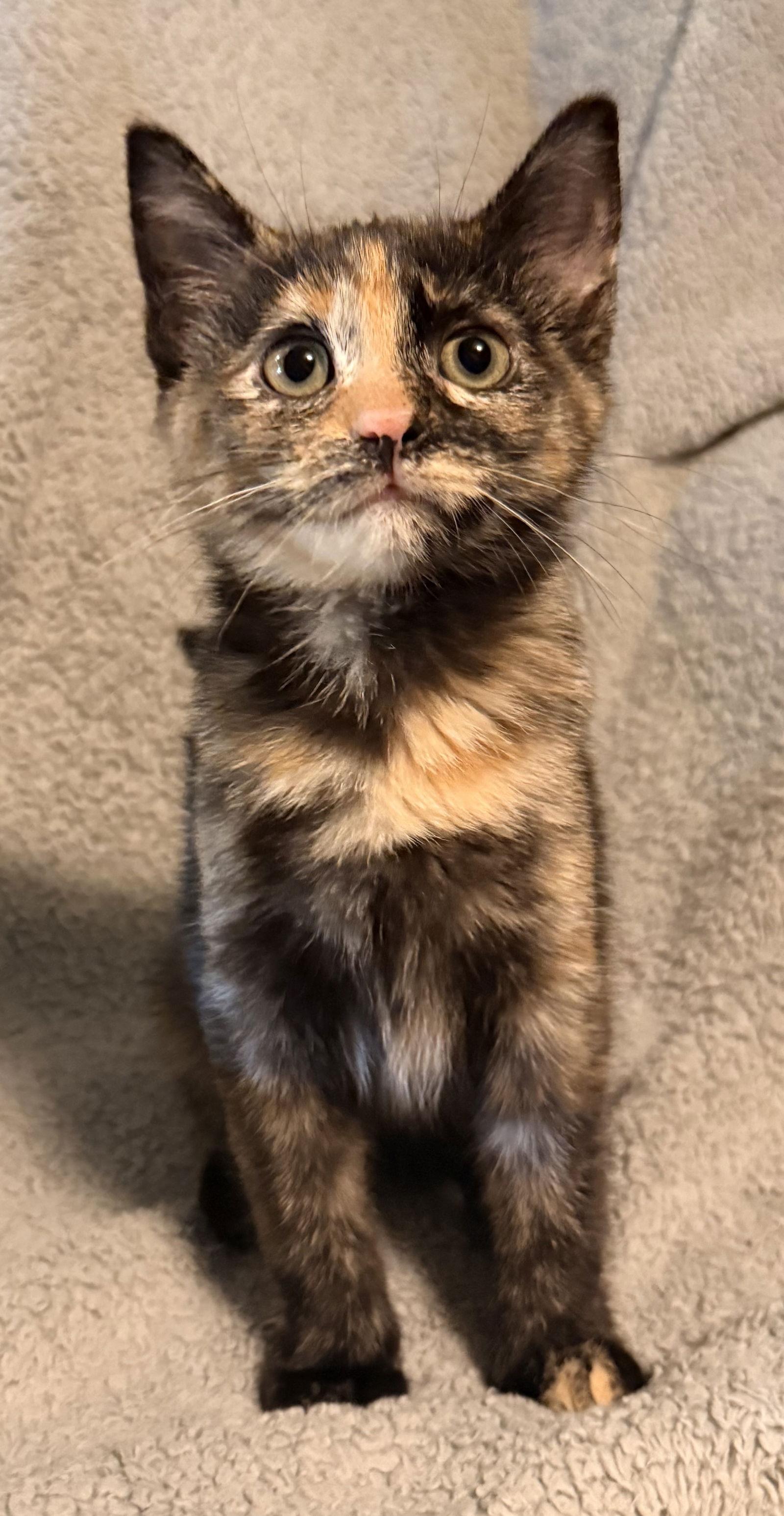 Sugarplum, Adoptable, Kitten Female Domestic Short Hair.