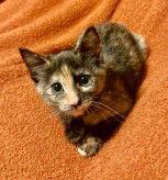 Enlarge Sugarplum, a Adoptable Domestic Short Hair in Shawnee, KS image 2/2