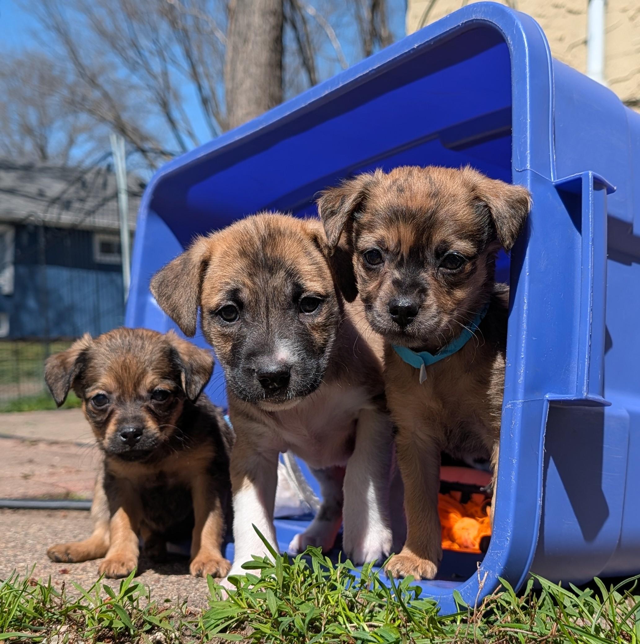 Enlarge Fiona, a ADOPTABLE mixed breed in Minneapolis, MN image 3/3