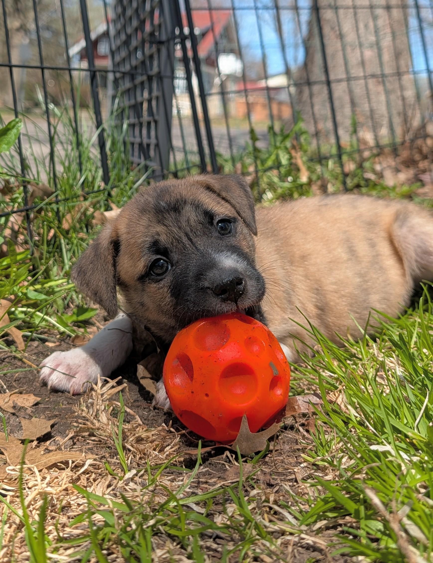 Enlarge Fiona, a ADOPTABLE mixed breed in Minneapolis, MN image 2/3