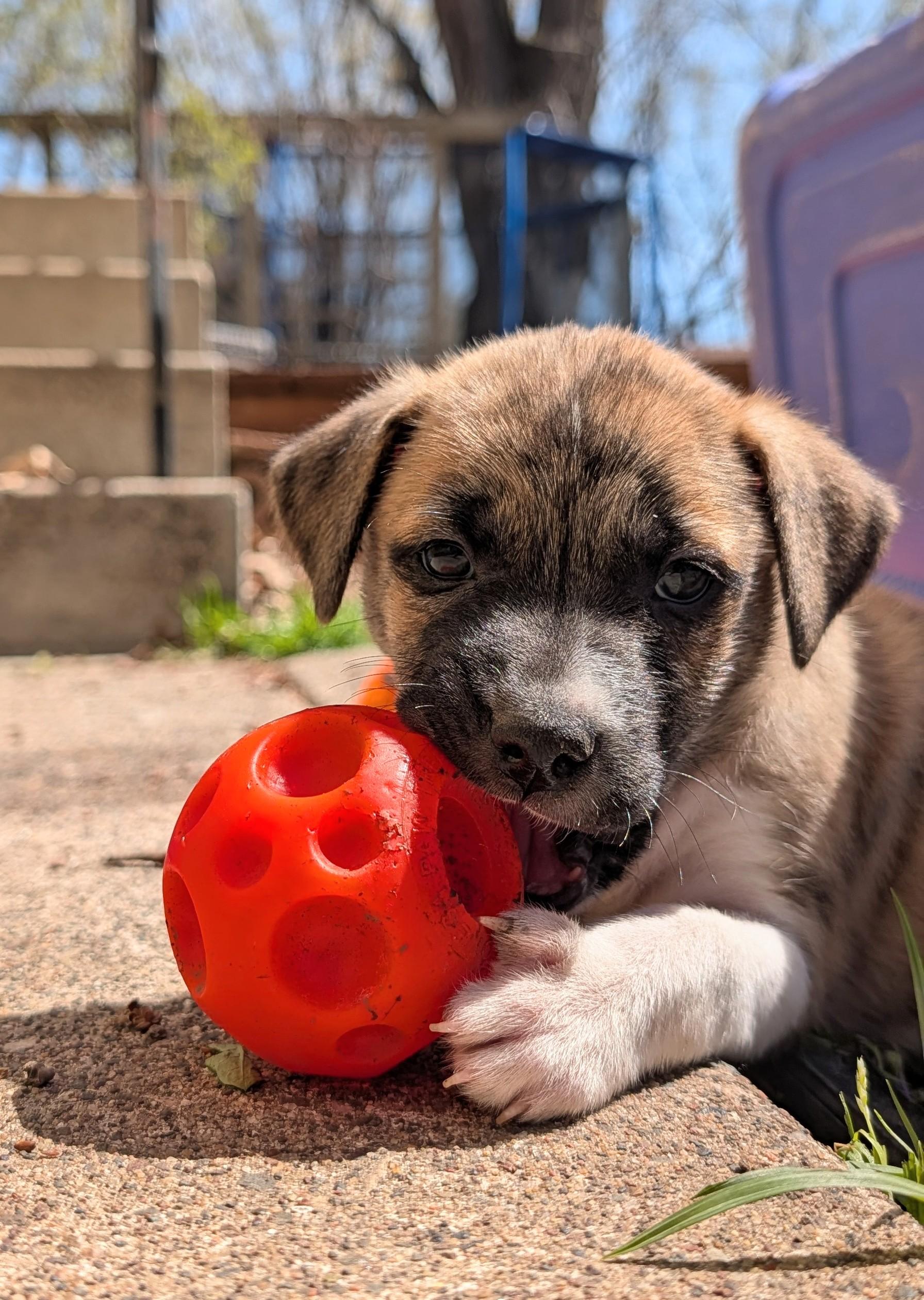 Enlarge Fiona, a ADOPTABLE mixed breed in Minneapolis, MN image 1/3