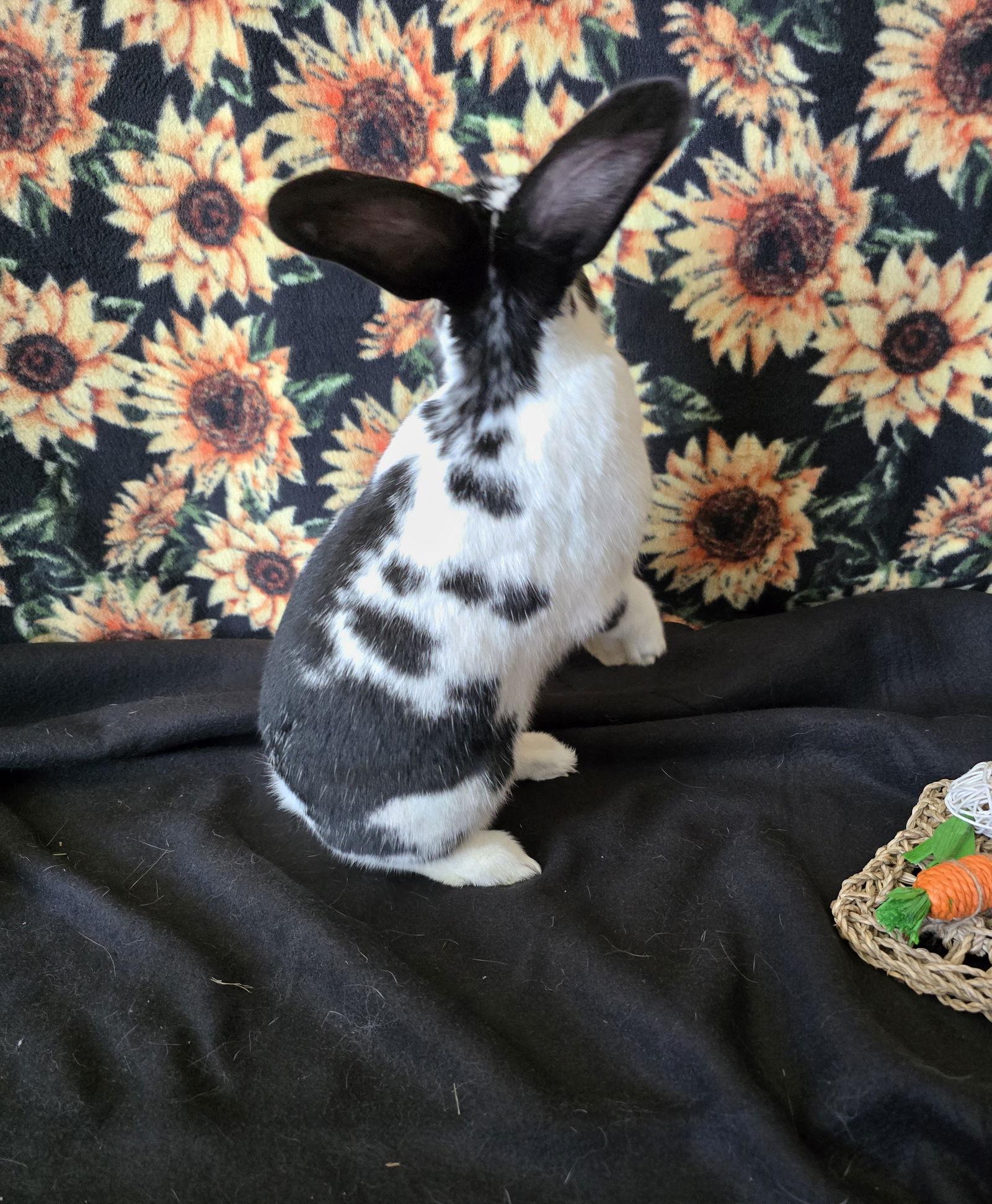 Mia, Adoptable, Young Female American & Mini Lop.