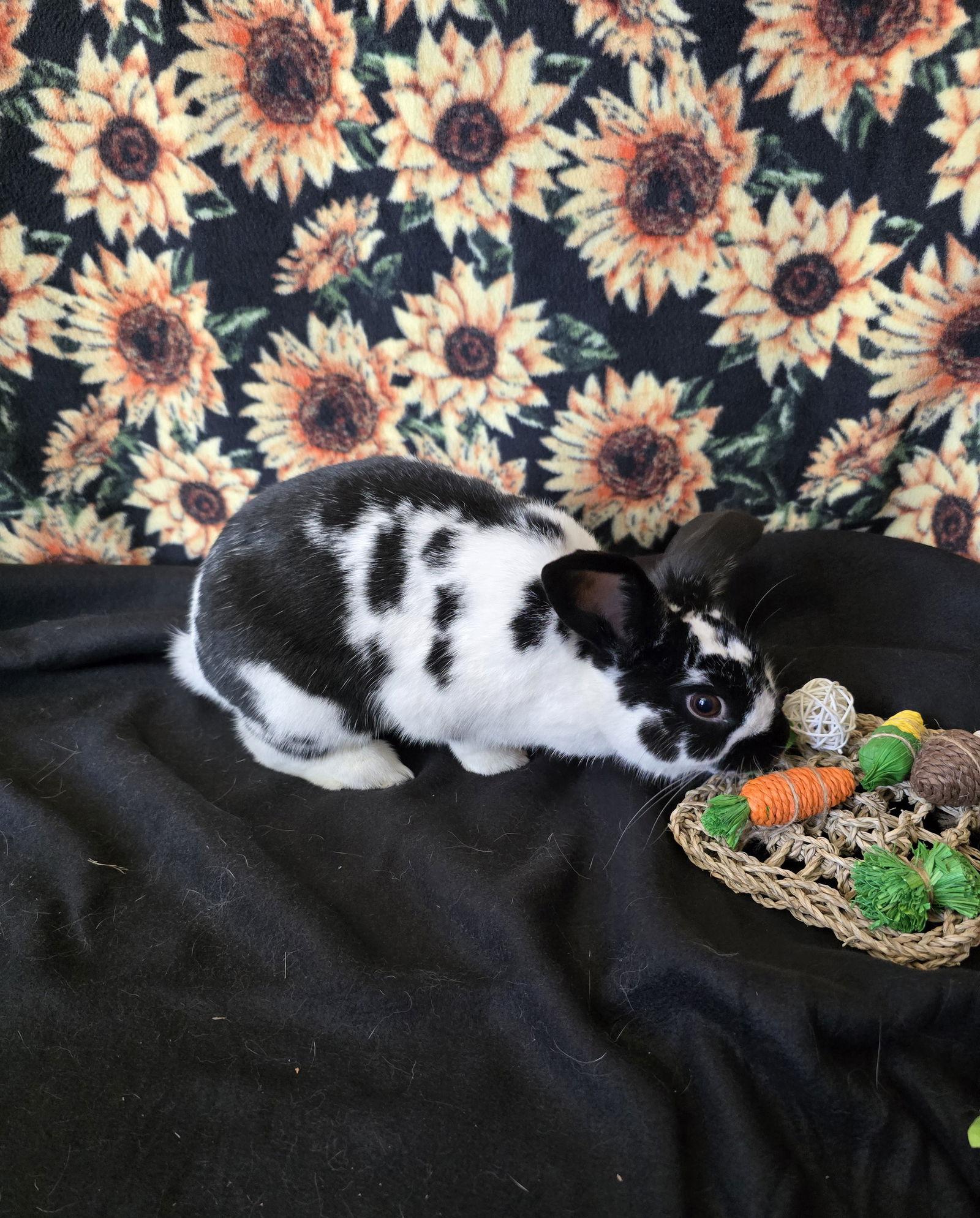 Enlarge Mia, a Adoptable mixed breed in Philadelphia, PA image 2/3