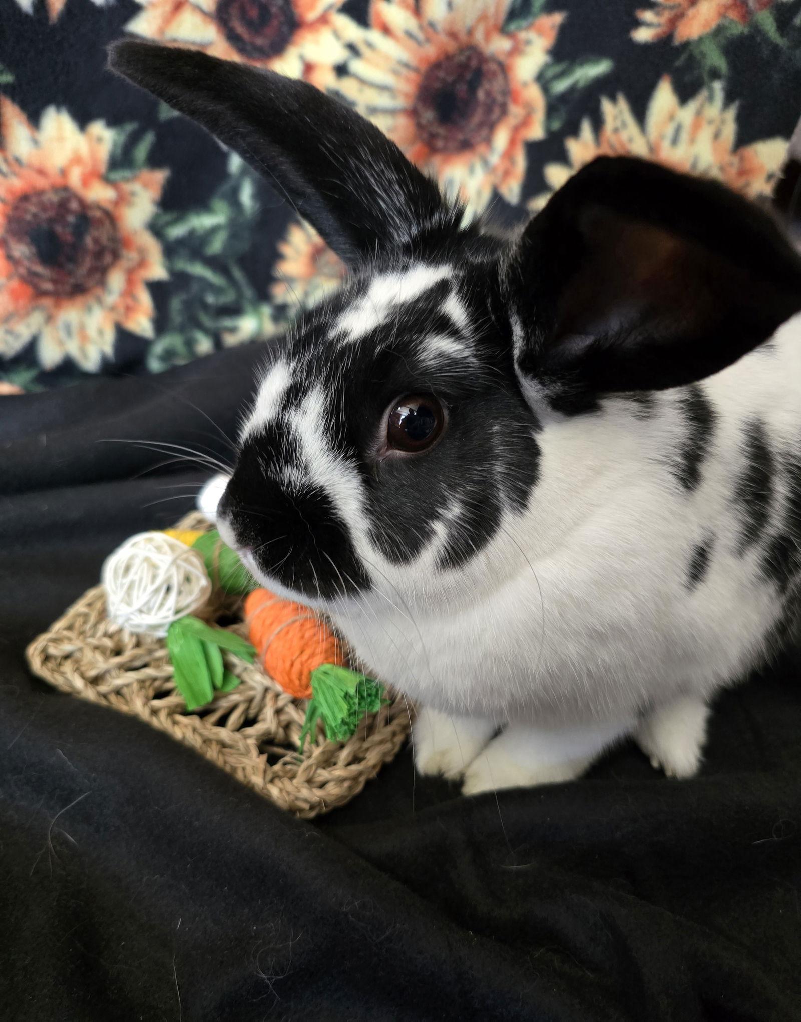 Mia, Adoptable, Young Female American & Mini Lop.