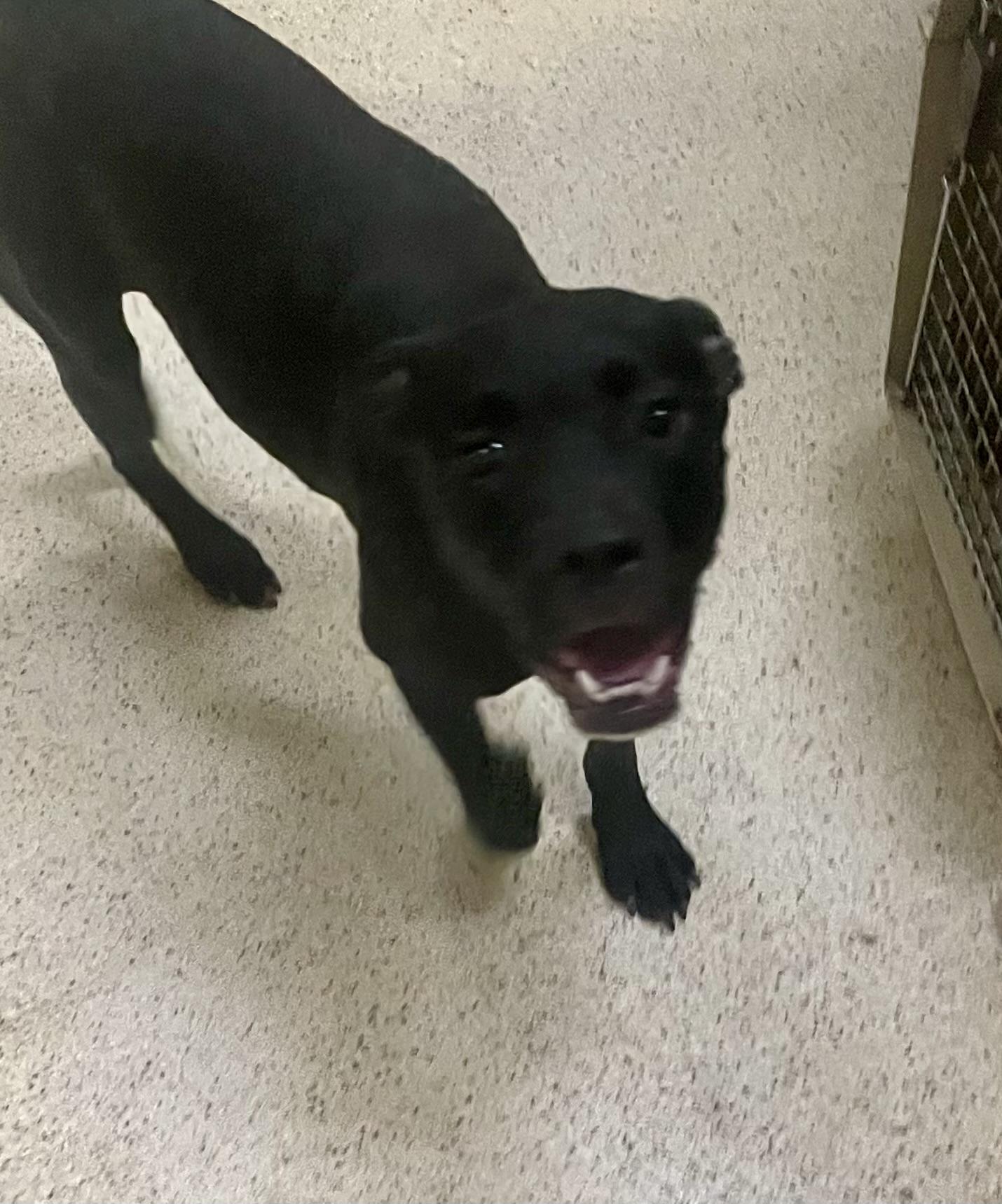 Lucy, Young Female Boxer