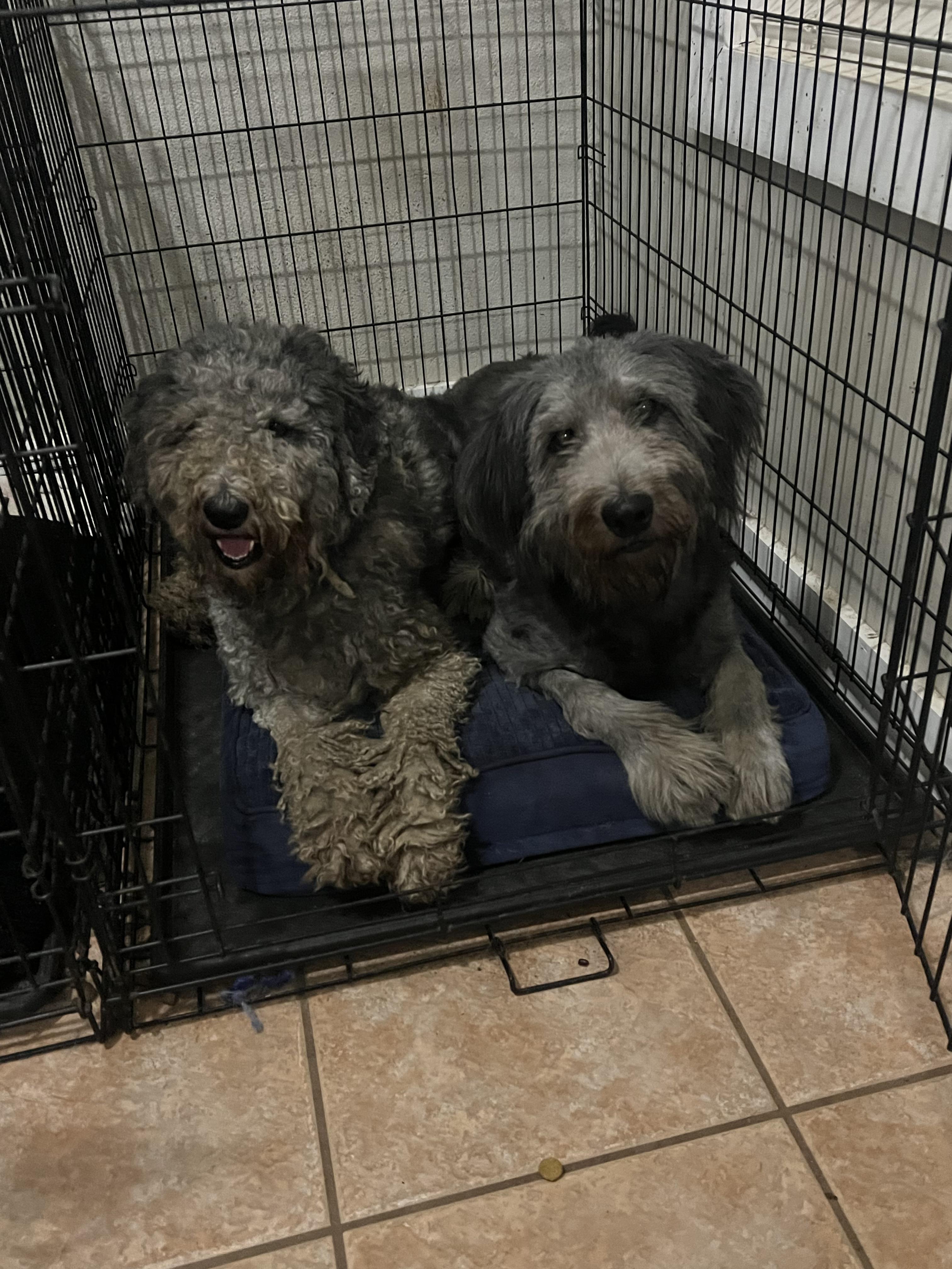 Enlarge Thelma & Louise, a Adoptable Labradoodle in Mobile , AL image 3/3