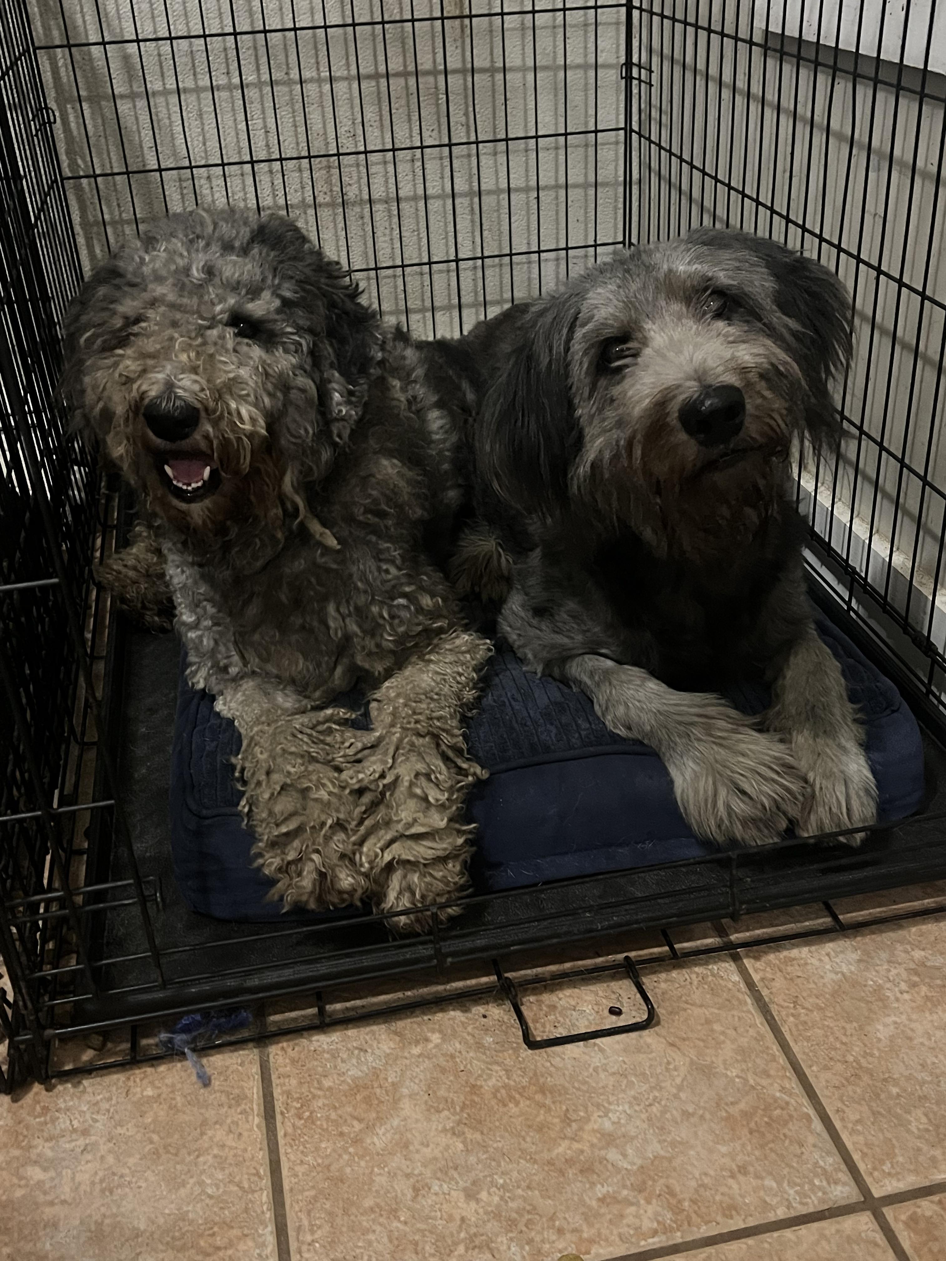 Enlarge Thelma & Louise, a Adoptable Labradoodle in Mobile , AL image 1/3