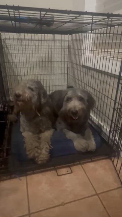 Enlarge Thelma & Louise, a Adoptable Labradoodle in Mobile , AL video 2/3