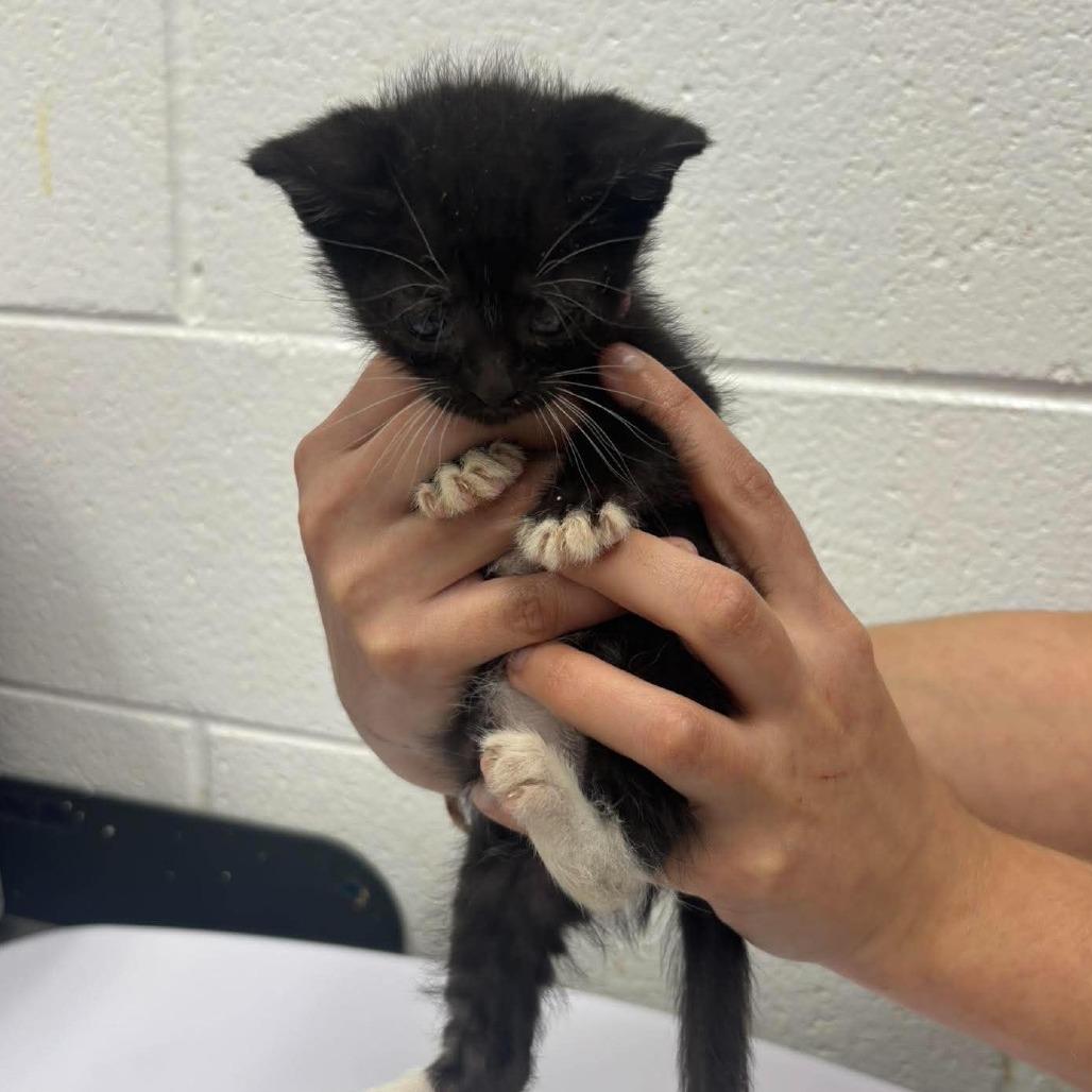 Enlarge Batman, a Adoptable Domestic Short Hair in Rocky Mount, VA image 1/1