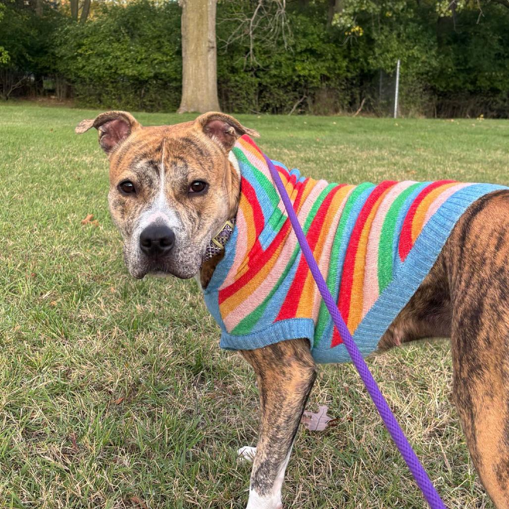 MayMay, Adoptable, Adult Female American Staffordshire Terrier.