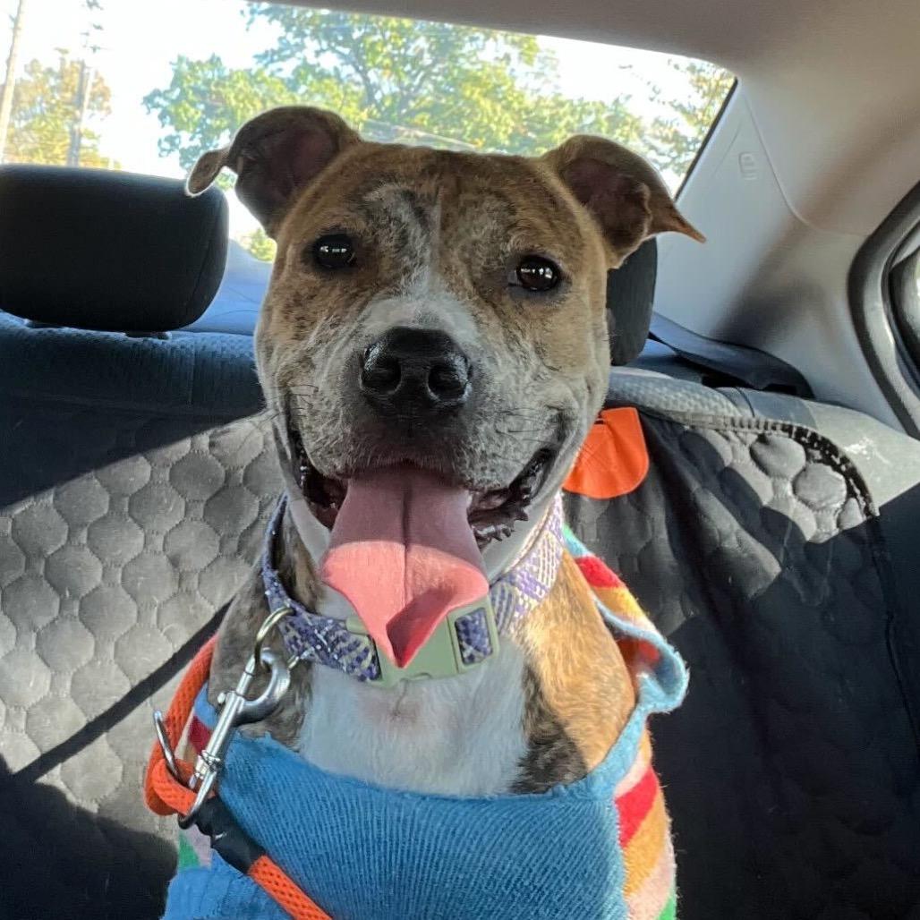 MayMay, a Adoptable American Staffordshire Terrier in Grand Rapids, MI image 2/3