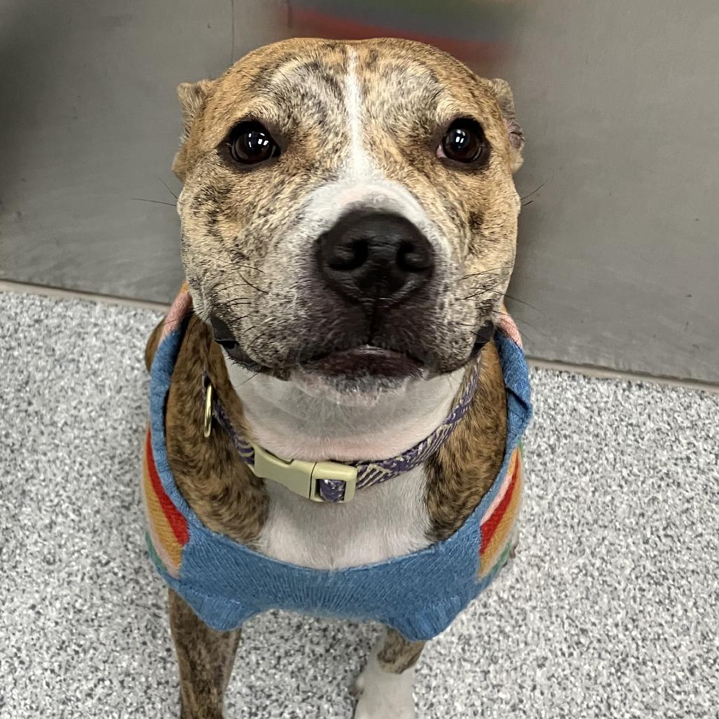 MayMay, a Adoptable American Staffordshire Terrier in Grand Rapids, MI image 3/3