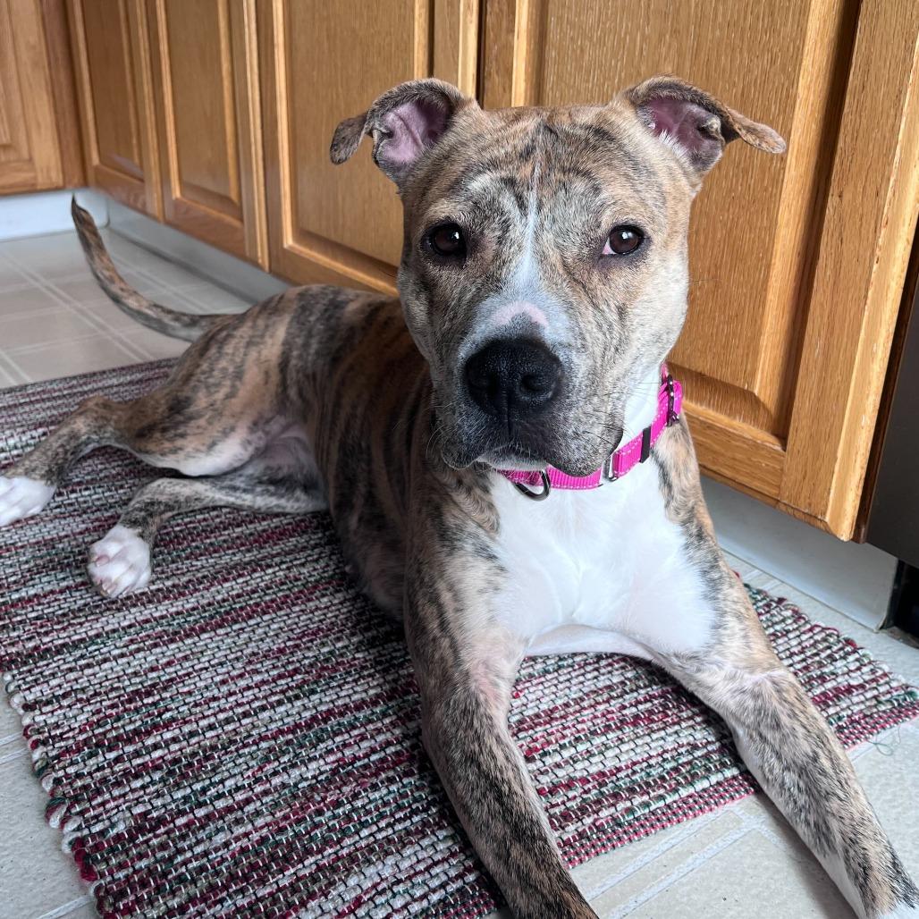 Enlarge MayMay, a Adoptable American Staffordshire Terrier in Grand Rapids, MI image 5/6