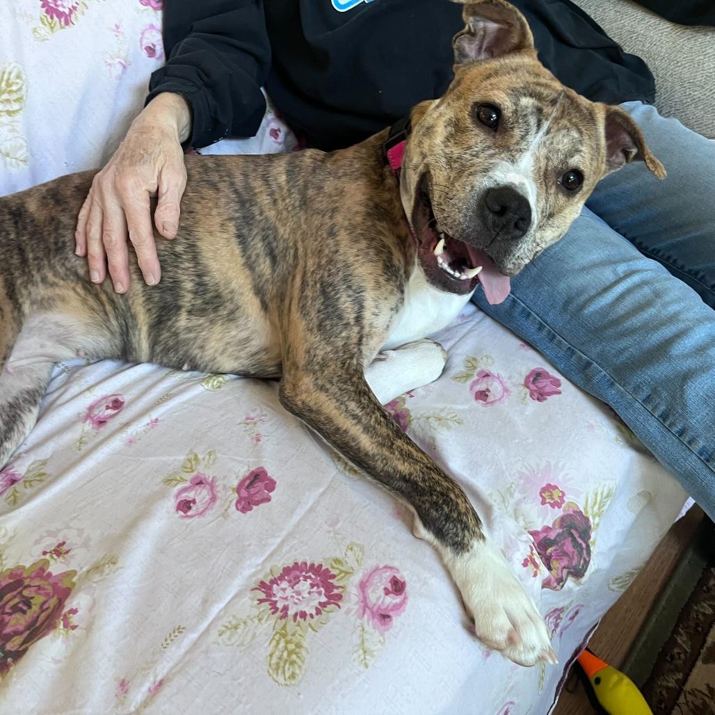 Enlarge MayMay, a Adoptable American Staffordshire Terrier in Grand Rapids, MI image 6/6