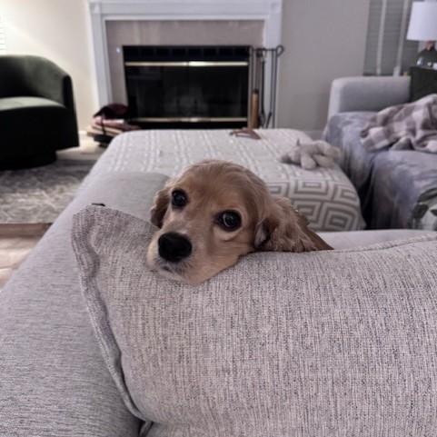 Enlarge Leo-3/1/26, an adopted Cockapoo in Lambertville, NJ image 3/5