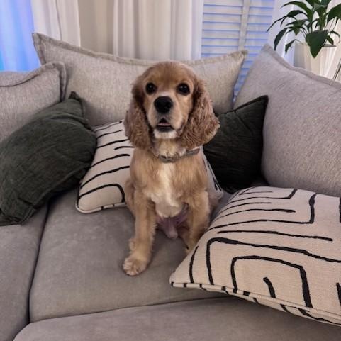 Enlarge Leo-3/1/26, an adopted Cockapoo in Lambertville, NJ image 2/5