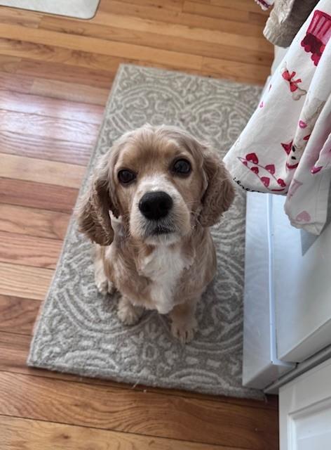 Enlarge Leo-3/1/26, an adopted Cockapoo in Lambertville, NJ image 5/5