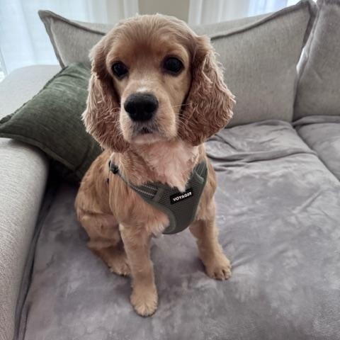 Enlarge Leo-3/1/26, an adopted Cockapoo in Lambertville, NJ image 1/5