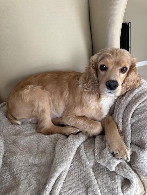 Enlarge Leo-3/1/26, an adopted Cockapoo in Lambertville, NJ image 4/5