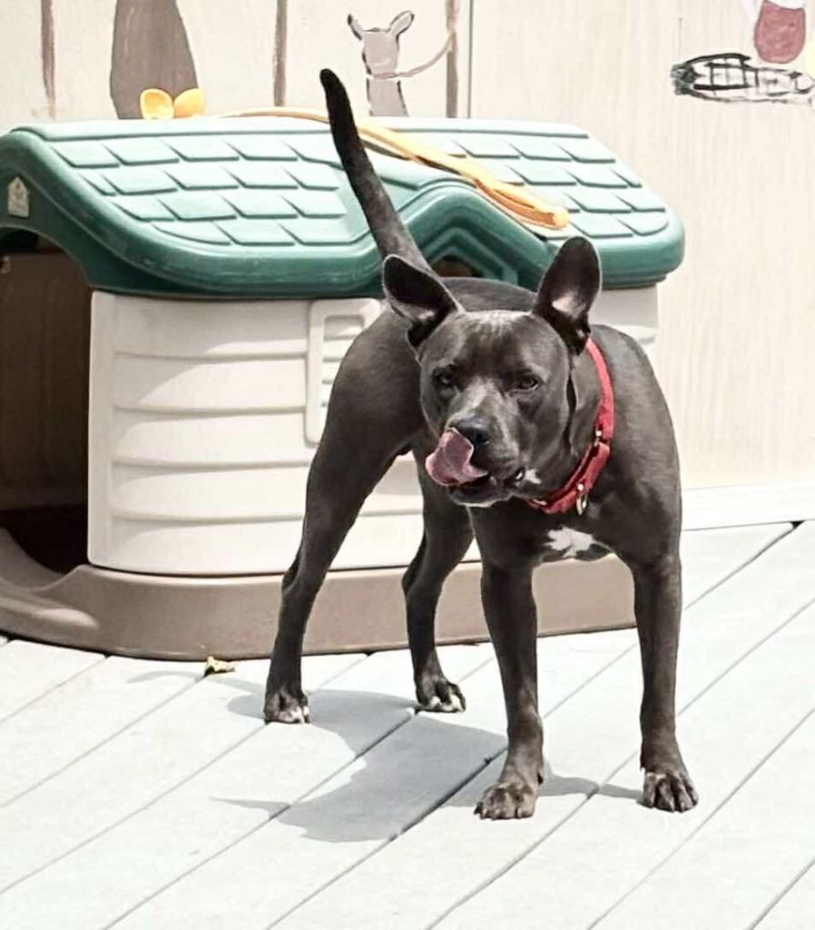 Jack Jack — thumbnail 2