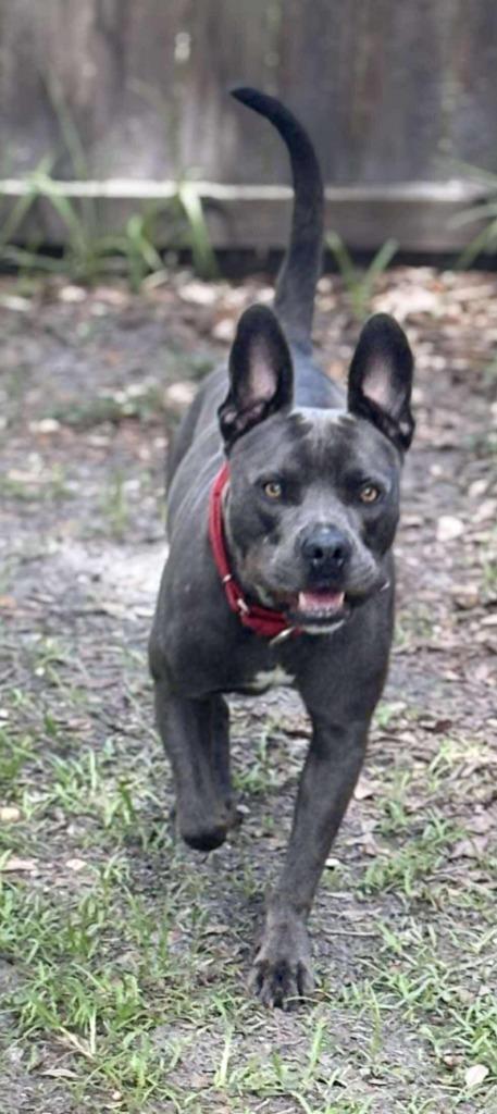 Jack Jack — thumbnail 3