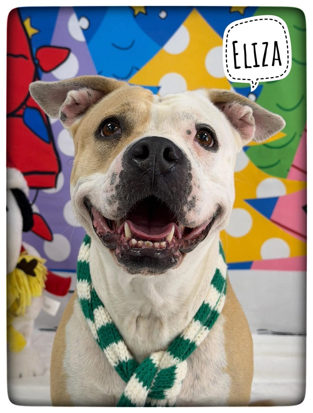 Enlarge Eliza, a Adoptable Mixed Breed in Flint, MI image 1/1