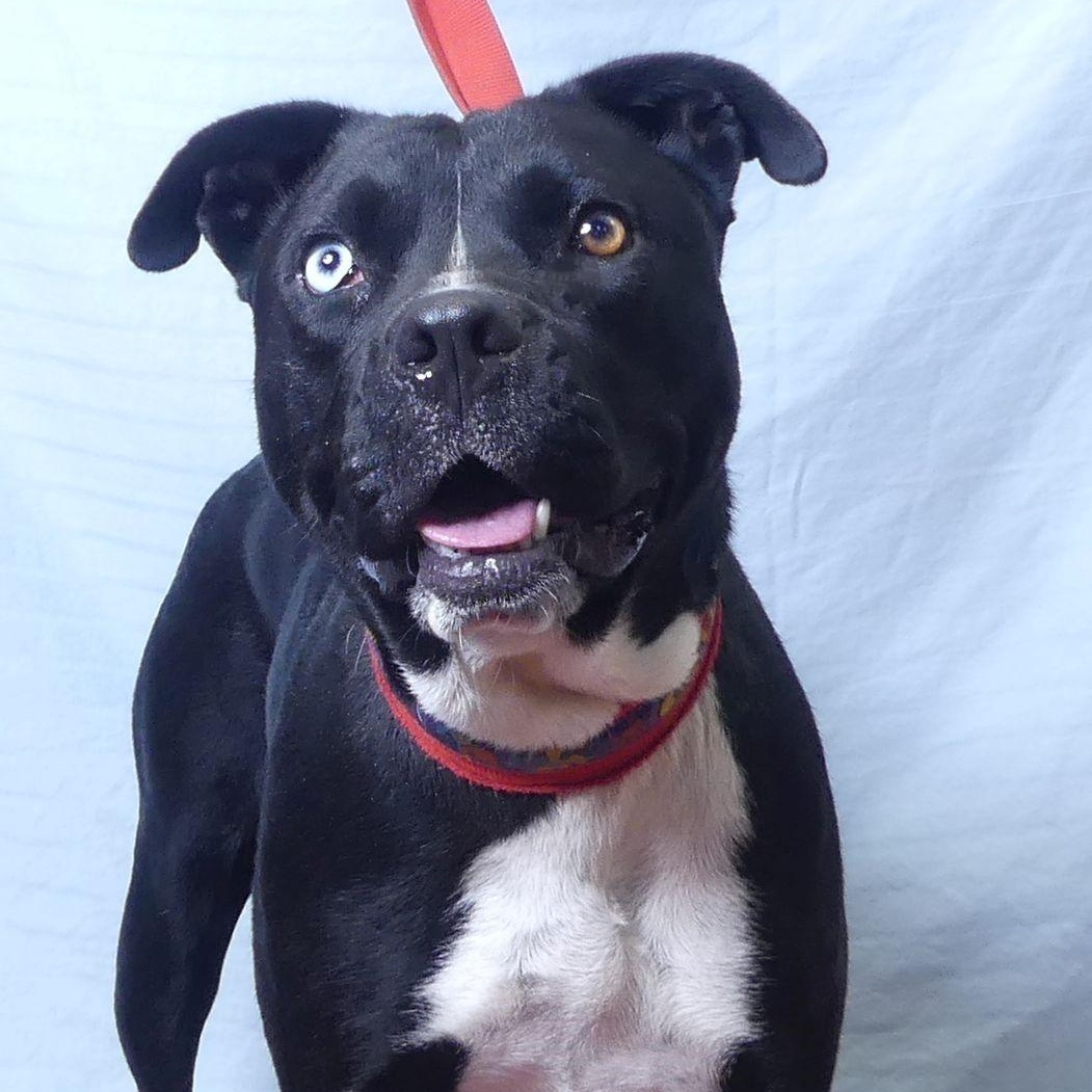AGGIE, Adoptable, Adult Female Pit Bull Terrier.