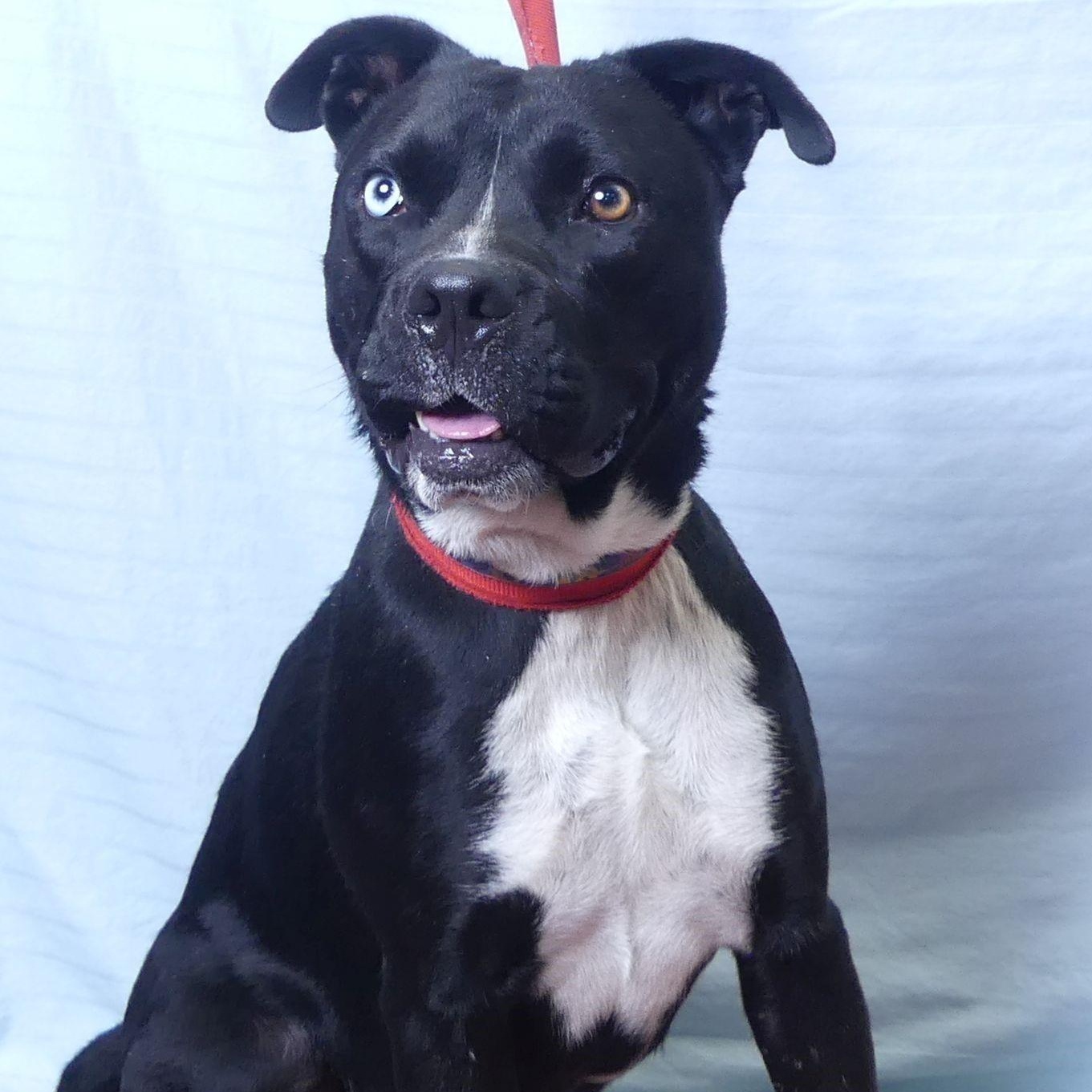 AGGIE, a Adoptable mixed breed in Ukiah, CA image 4/4