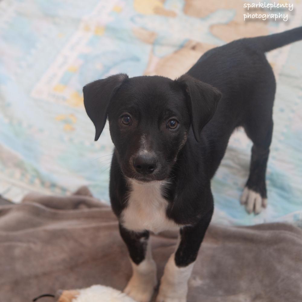 Enlarge Yoda, a Adoptable Mixed Breed in Ridgefield, CT image 2/4