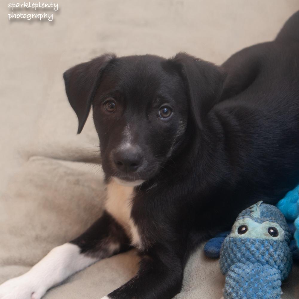 Enlarge Yoda, a Adoptable Mixed Breed in Ridgefield, CT image 4/4