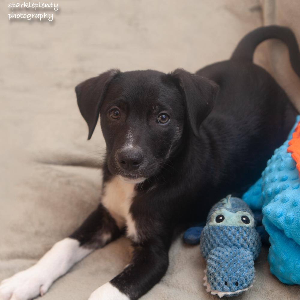Yoda, Adoptable, Puppy Male Mixed Breed.