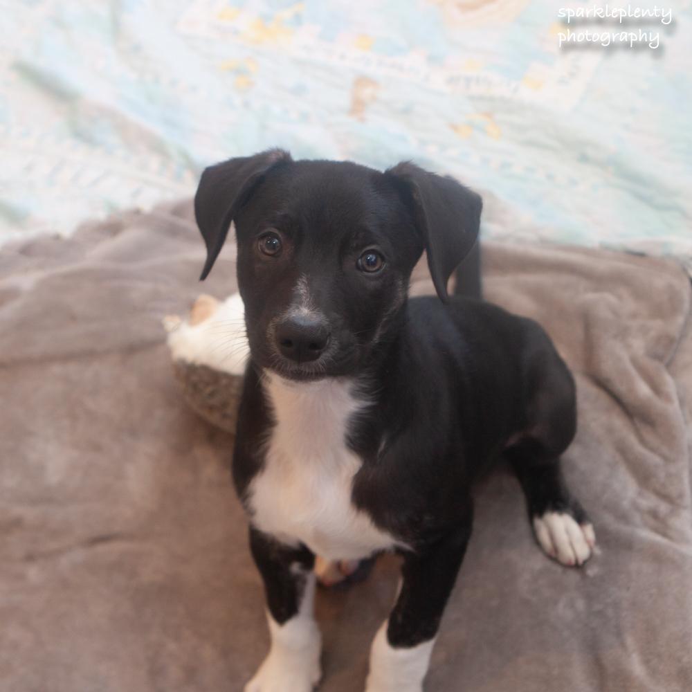 Enlarge Yoda, a Adoptable Mixed Breed in Ridgefield, CT image 3/4