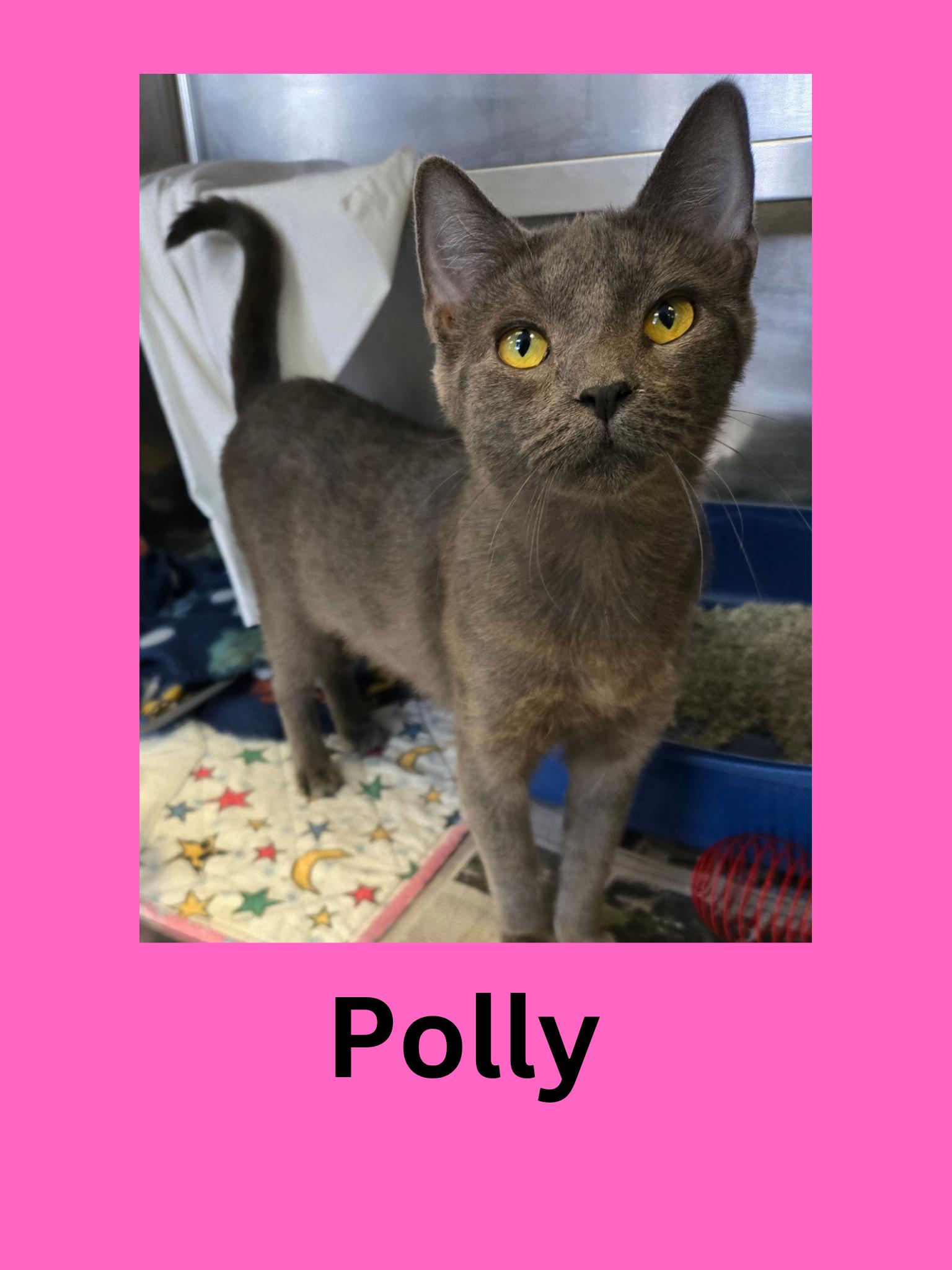 Polly, ADOPTABLE, Adult Female Domestic Short Hair.
