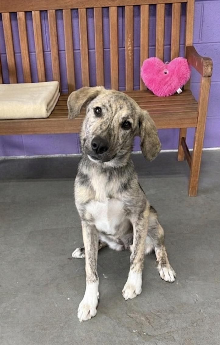 **MARGO**, Adoptable, Young Female Hound.