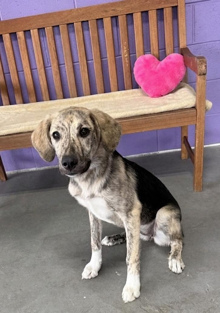 **MARGO**, a Adoptable Hound in North Prairie, WI image 2/2